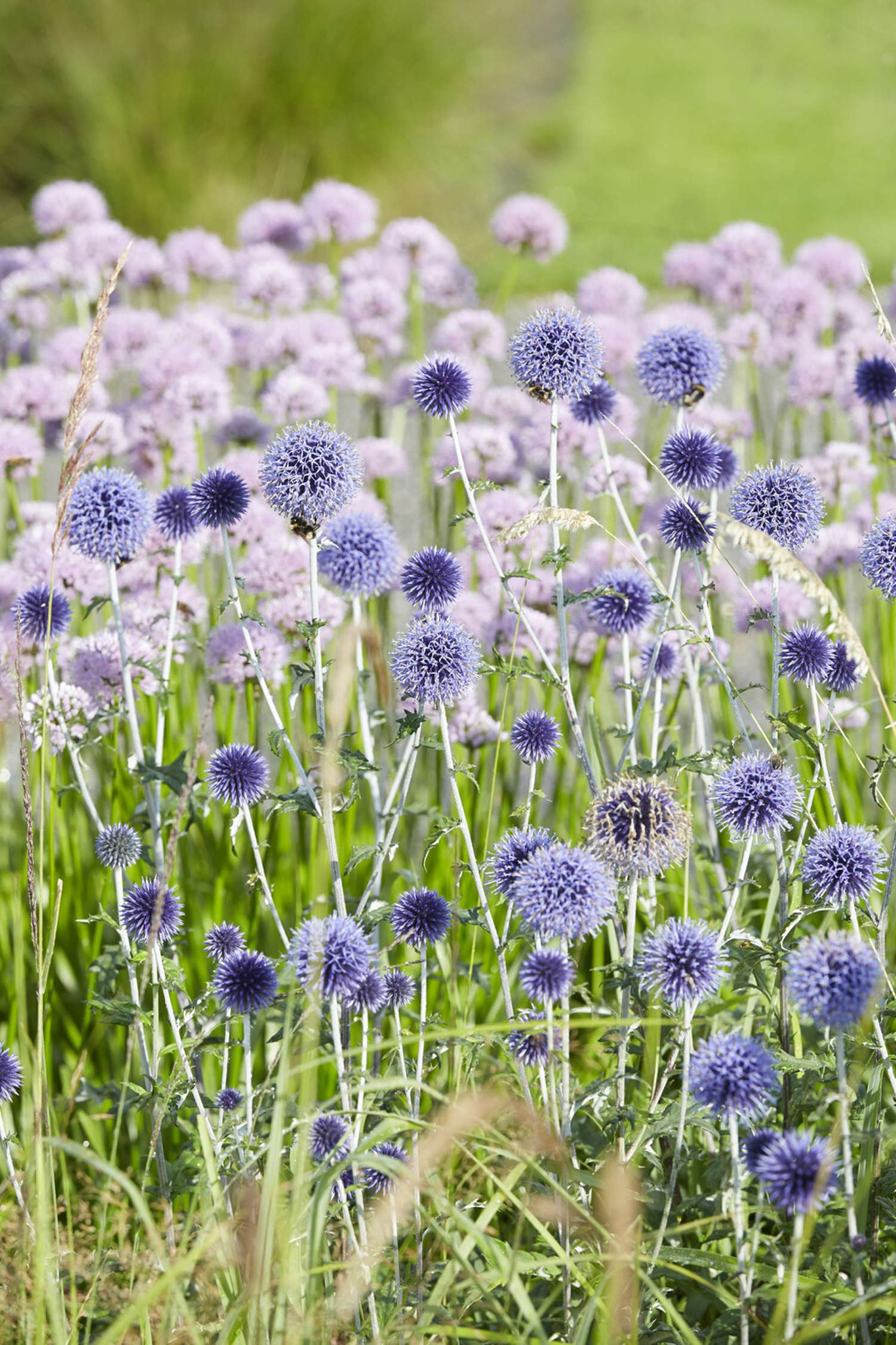 Siperianpallo-ohdake 'Veitch's Blue' (Echinops ritro)